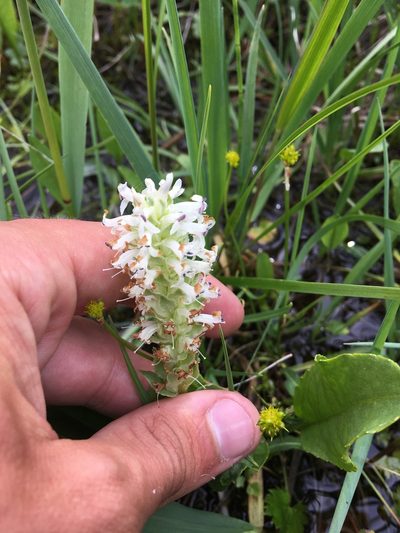 Lagotis integrifolia, photographed by Rose Zappa