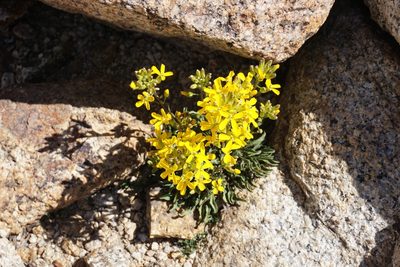 Erysimum perenne, photographed by Brendan Black
