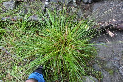 Carex megalepis, photographed by Joe Potter Butler