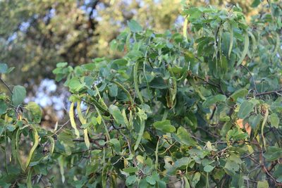 Bauhinia lunarioides, photographed by Francisco Martínez González
