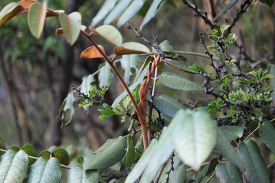 Decatropis bicolor, photographed by Francisco Martínez González