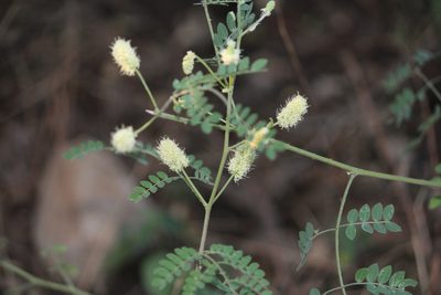 Mimosa malacophylla, photographed by Francisco Martínez González
