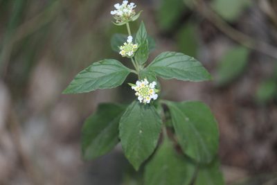 Lantana achyranthifolia, photographed by Francisco Martínez González