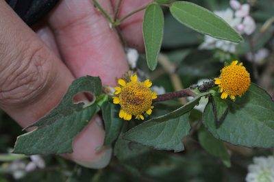 Acmella paniculata, photographed by Franz Anthony