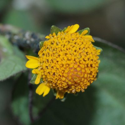 Acmella paniculata, photographed by Franz Anthony