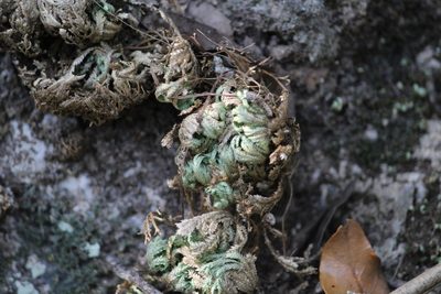 Selaginella pilifera, photographed by Francisco Martínez González