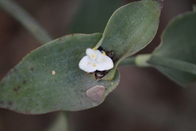 Tradescantia brevifolia, photographed by Francisco Martínez González