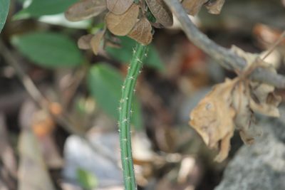 Selenicereus spinulosus, photographed by Francisco Martínez González