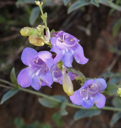 Penstemon parvulus, photographed by desertnaturalist