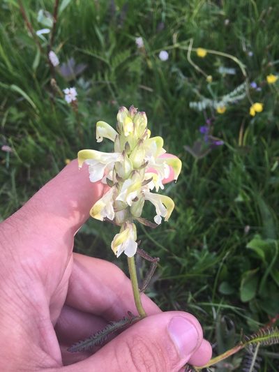 Pedicularis compacta, photographed by Rose Zappa