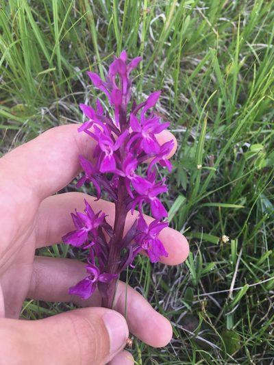 Dactylorhiza salina, photographed by Rose Zappa