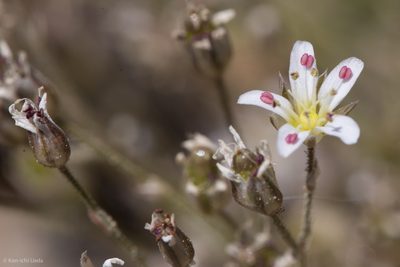 Eremogone kingii, photographed by Ken-ichi Ueda