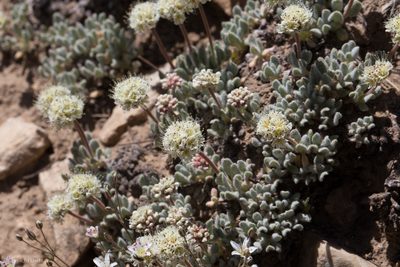 Eriogonum gracilipes, photographed by Ken-ichi Ueda