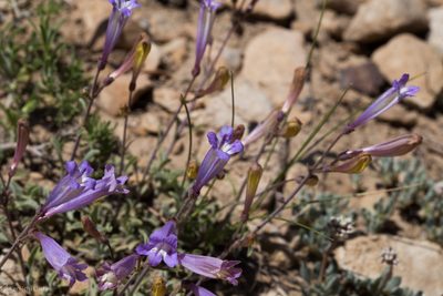 Penstemon scapoides, photographed by Ken-ichi Ueda