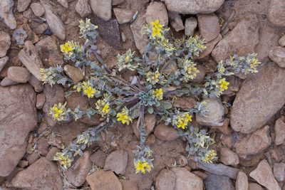 Physaria kingii, photographed by Ken-ichi Ueda