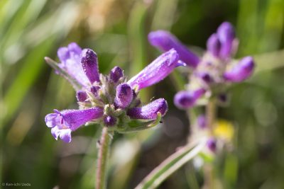 Penstemon heterodoxus, photographed by Ken-ichi Ueda