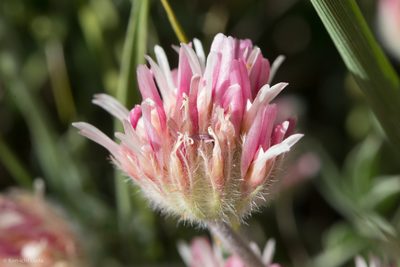Trifolium andersonii, photographed by Ken-ichi Ueda