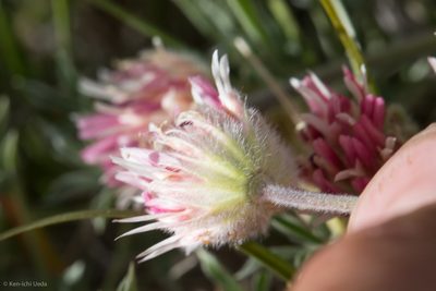 Trifolium andersonii, photographed by Ken-ichi Ueda