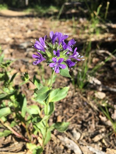 Collomia mazama, photographed by Matt Berger