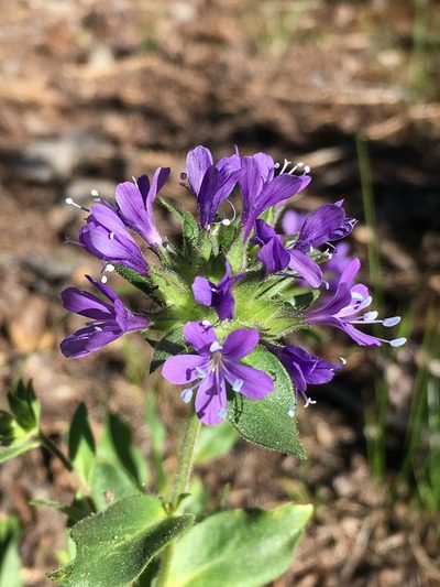 Collomia mazama, photographed by Matt Berger