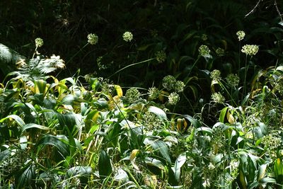 Allium victorialis, photographed by ikernf