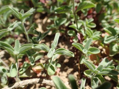 Scutellaria antirrhinoides, photographed by rockybajada