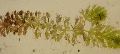 Aldrovanda vesiculosa, photographed by Wilderness Safaris Botswana - Conservation Team