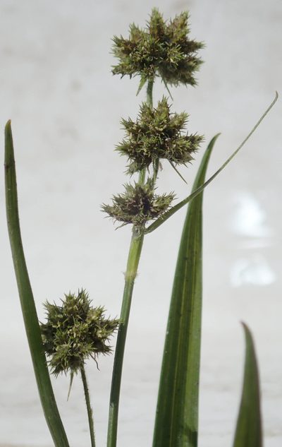 Fuirena umbellata, photographed by Wilderness Safaris Botswana - Conservation Team