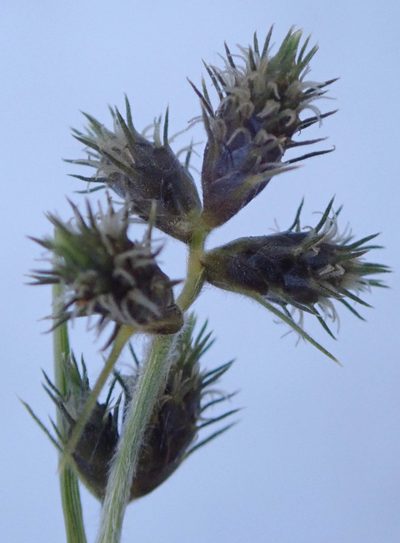 Fuirena pubescens, photographed by Wilderness Safaris Botswana - Conservation Team