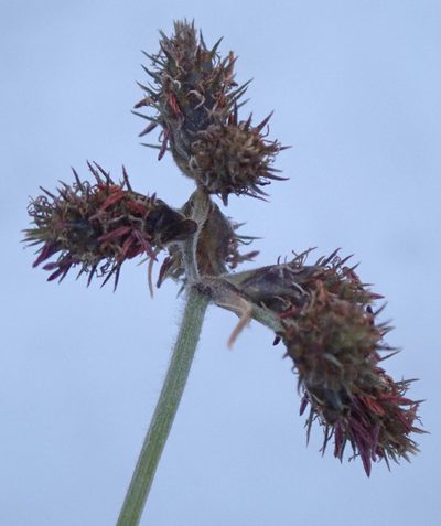 Fuirena pubescens, photographed by Wilderness Safaris Botswana - Conservation Team