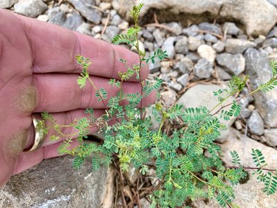 Dalea frutescens, photographed by CK2AZ