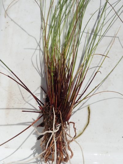 Cyperus pectinatus, photographed by Wilderness Safaris Botswana - Conservation Team