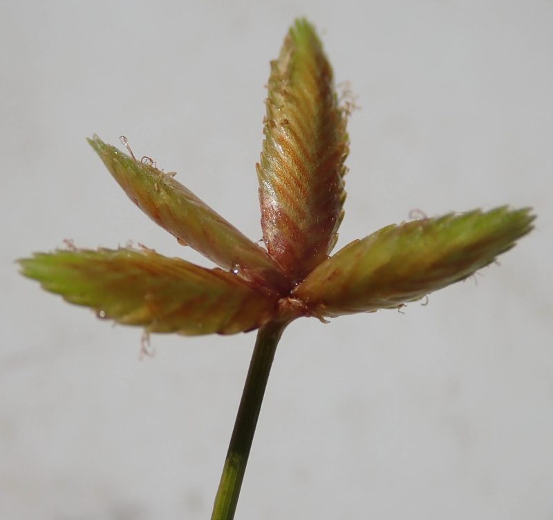 Cyperus pectinatus, photographed by Wilderness Safaris Botswana - Conservation Team