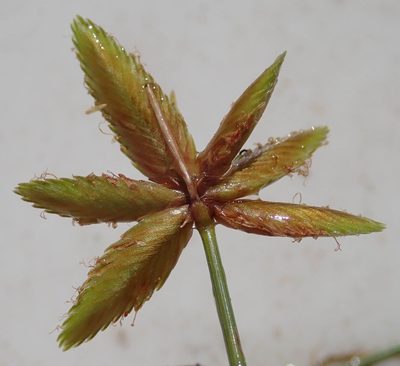 Cyperus pectinatus, photographed by Wilderness Safaris Botswana - Conservation Team