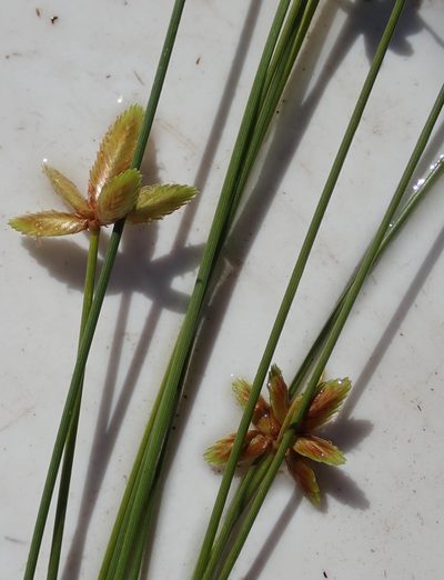 Cyperus pectinatus, photographed by Wilderness Safaris Botswana - Conservation Team