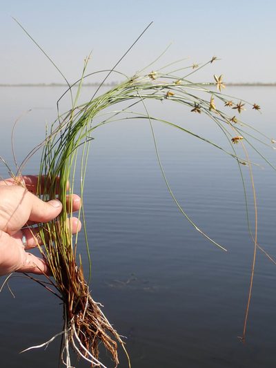 Cyperus pectinatus, photographed by Wilderness Safaris Botswana - Conservation Team