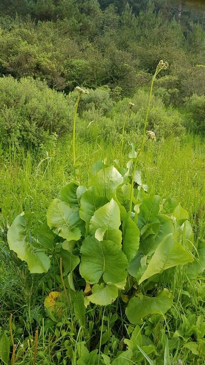 Psacalium silphiifolium, photographed by Alan Rockefeller
