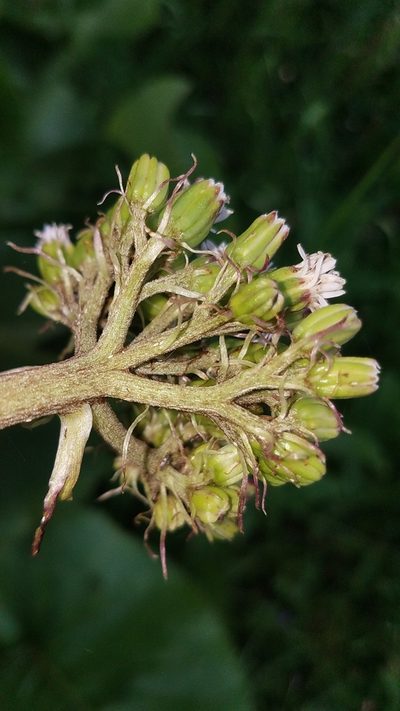 Psacalium silphiifolium, photographed by Alan Rockefeller