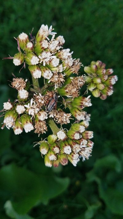 Psacalium silphiifolium, photographed by Alan Rockefeller