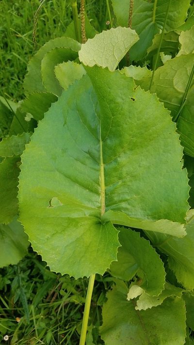 Psacalium silphiifolium, photographed by Alan Rockefeller