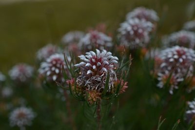 Spatalla setacea, photographed by Sam McCarren