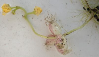 Utricularia stellaris, photographed by Wilderness Safaris Botswana - Conservation Team