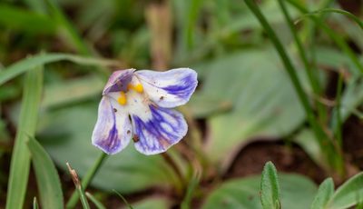 Craterostigma plantagineum, photographed by Forest Botial-Jarvis