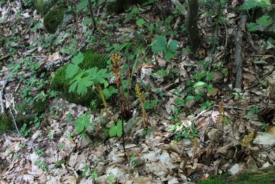 Orobanche laxissima, photographed by Dmitriy Bochkov