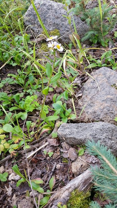 Erigeron eximius, photographed by Craig Martin