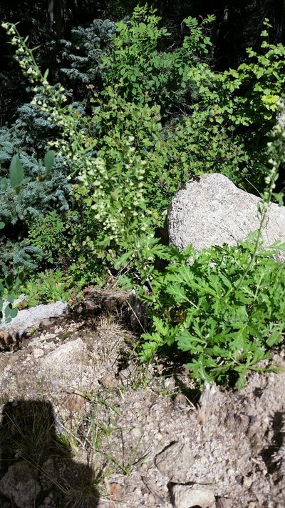 Artemisia franserioides, photographed by Craig Martin