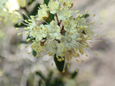 Phebalium squamulosum, photographed by Thomas Mesaglio