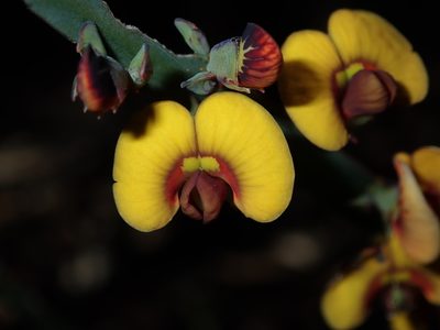 Bossiaea scolopendria, photographed by Thomas Mesaglio