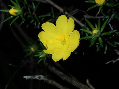 Hibbertia cistiflora, photographed by Thomas Mesaglio