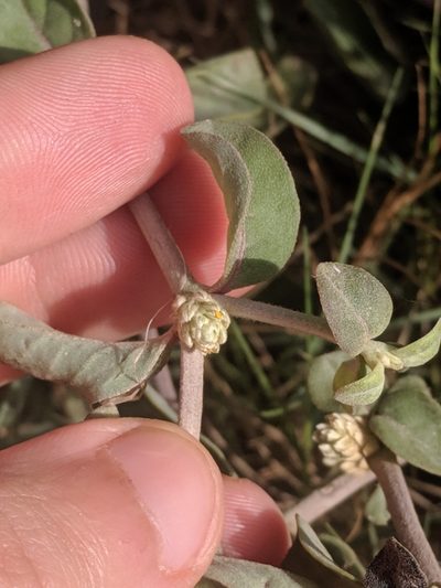Alternanthera halimifolia, photographed by Eric Knight